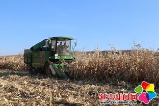 延吉秋收工作接近尾声 农作物销售价格相对稳定 收割服务助力丰收