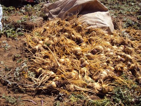 玛咖种植收获玛咔特色农作物种植