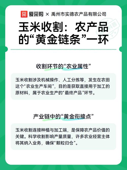 玉米收割:农产品的"黄金链条"一环