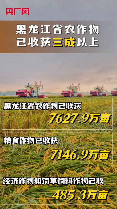农业大省黑龙江农作物收获超三成